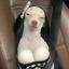 chihuahuawithboobs