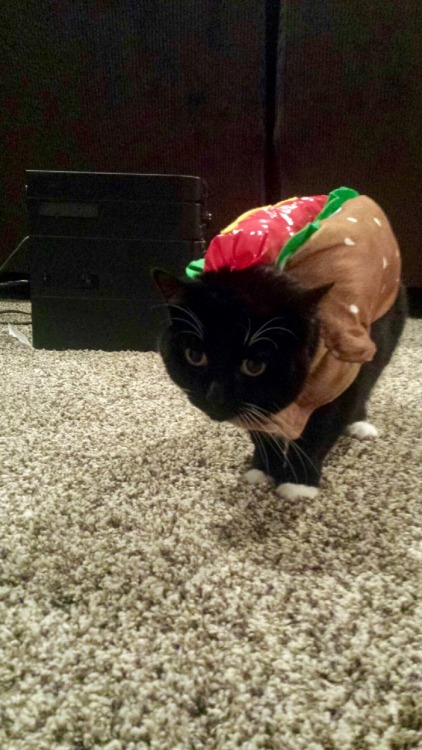 fantasticcatadventures: Zukey is the most beautiful and grumpy hotdog for Halloween this year