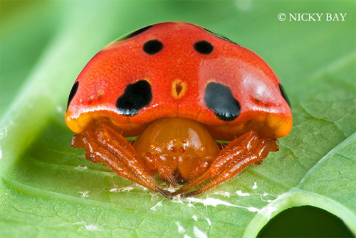 odditiesoflife:  The Strangest Spiders Ever A mirror spider? These macro shots of spiders were photographed by Nicky Bay who lives and works in Singapore. The endless biodiversity found on the country’s 64 islands includes a vast array of insects and