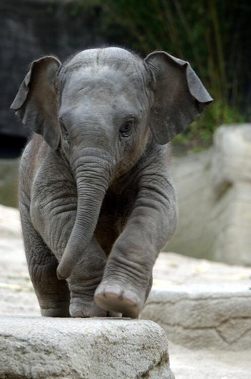 vcuereview:  Precious little Elephant calf.