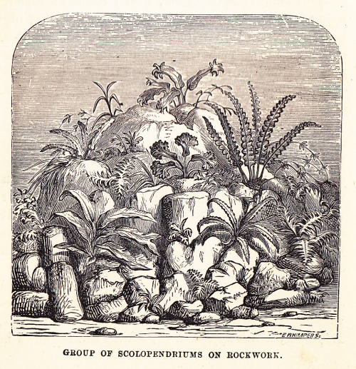 plant-scans:Group of Scolopendriums on rockwork.The Window Gardener, 1889