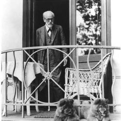 marianhaiku:  Freud and his pups.
