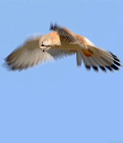 biomorphosis: Kestrel is a small falcon known