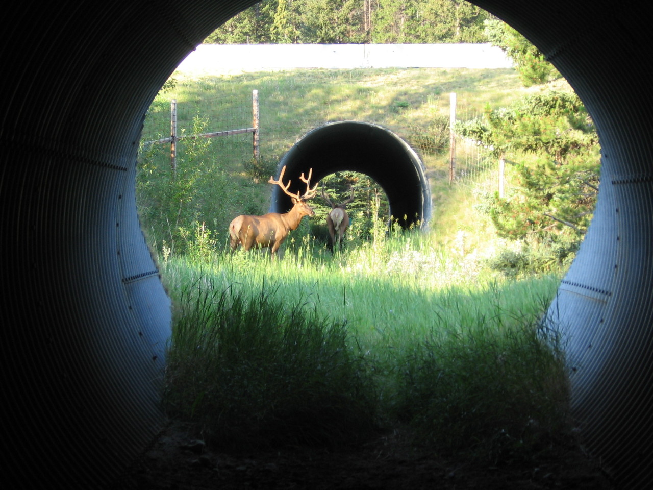 wildlife-pirate:Wildlife corridorsHabitat fragmentation is a major contributor to