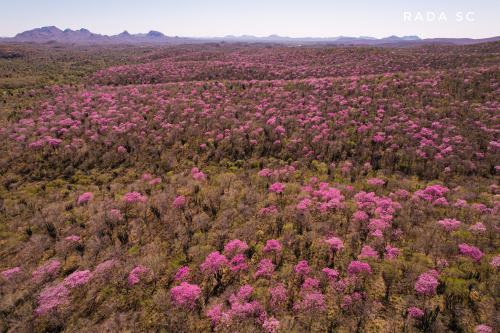 “The spectacular flowering of the Amapas is an unmissable event in southern Sonora. Every year