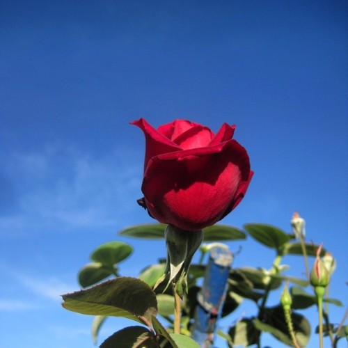 #Therose #rosered #bluesky #cieloazul #rosas #rosaroja #rose