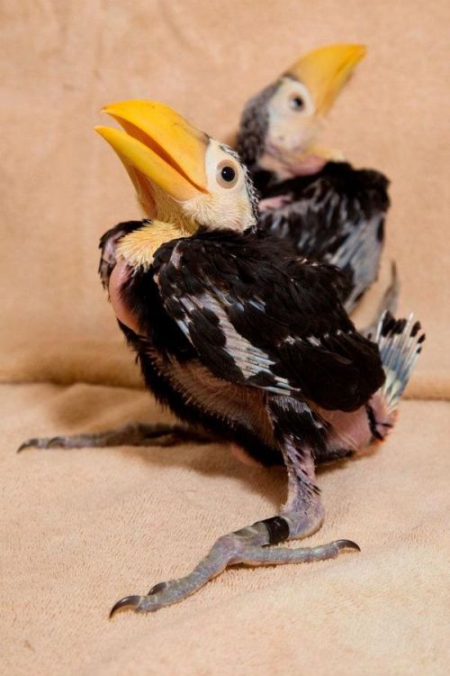 irenthel:end0skeletal:Toucan Chicks@ridiculousbirdfaces