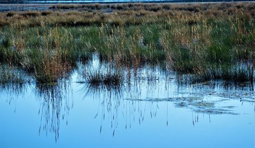 occasionalshots:Winter wetlands No. 4