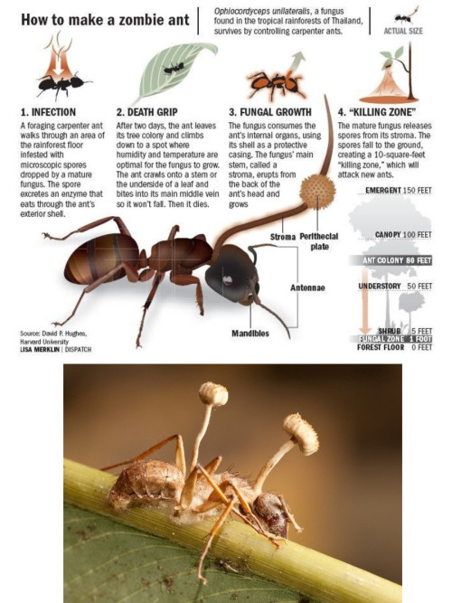 the-science-llama:  If you don’t think evolution is badass yet, here is a parasitic fungus that takes over EVERY tissue cell in the victim and the fruiting body eventually sprouts from the corpse in order to spread the infection. Some species affect