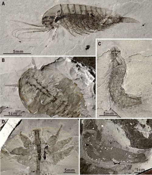 Meet the Qingjiang BiotaLagerstätte are wonderful things. A Lagerstätte is a deposit containing foss