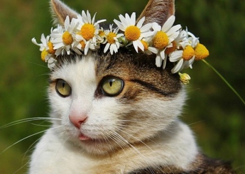 jemariel: animals-addiction: The spring queen I bow to thee