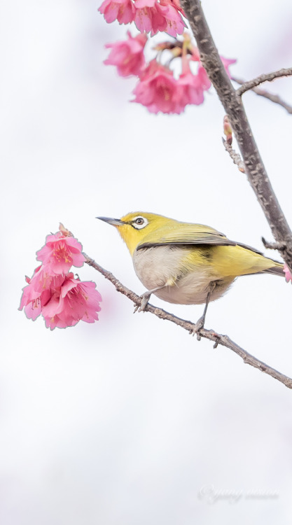 fuckyeahchinesegarden: spring blossoms and bird by 影像视觉杨