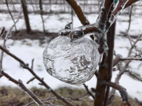 maureen2musings: Ghost apples “The above photos come from Andrew Sietsema, a former horticultu