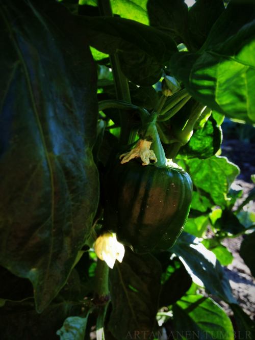 Baby peppers.