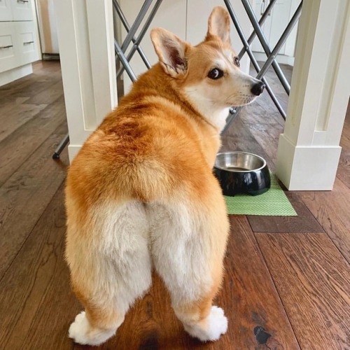 A bum picture in front of the food bowl. Fitting. #fawkesthecorgi #corgi #corgibutt https://www.inst