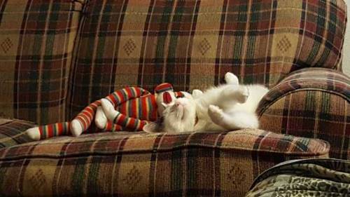 pasta-kitty: He’s napping with his sock monkey. So cute!