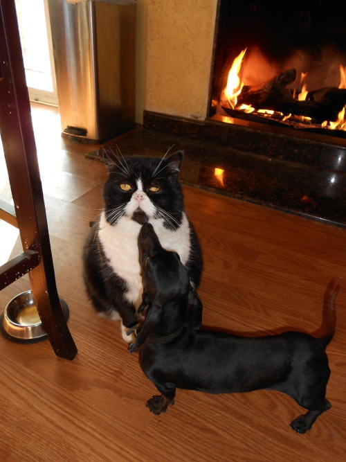 Hell hath no fury like a taunted cat.  (via Bandit and Gizmo)