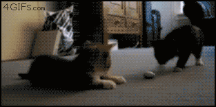 XD spaz cat!