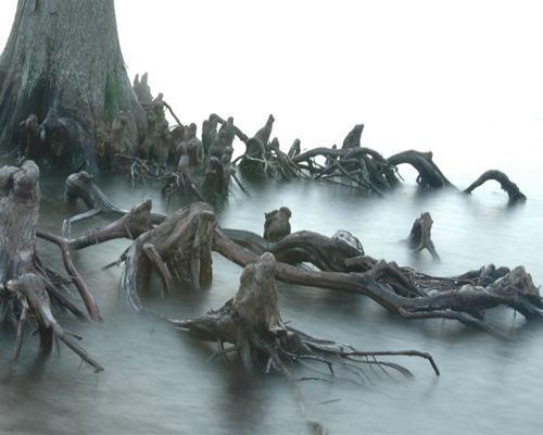 Anthropomorphic Tree Anthropomorphism which is the recognition of human-like characteristics or form in animals, plants or non-living things. This tree, which can be found in the Outer Banks of North Carolina, has roots which have taken a human-like