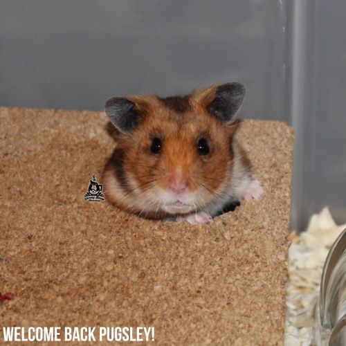 About Syrian Hamsters – Hubba-Hubba Hamstery