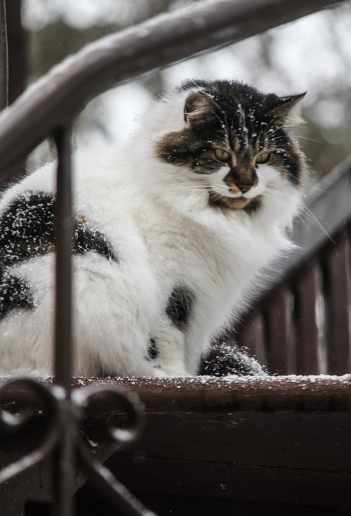 mostlycatsmostly:Tibou aime la neige (by Marie Berne)