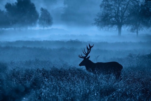 uulemnts: awkwardsituationist: photos by mark bridger (more deer posts)