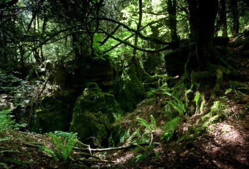 odditiesoflife:  Puzzlewood Magical Forest — The Real Middle Earth Puzzlewood is a unique and enchanting place, located in the beautiful and historic Forest of Dean in Gloucestershire, England. There is more than a mile of meandering pathways through