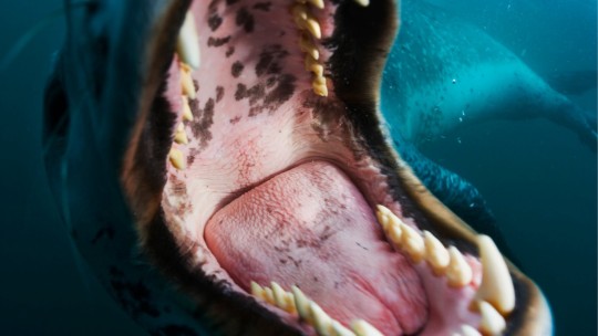 XXX Dumb Post About Leopard Seals photo