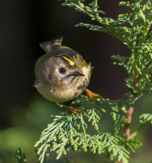 Goldcrest (Regulus regulus) &gt;&gt;by Cliff Watkinson