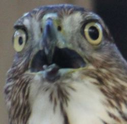 queerquetzal:  every time I do photography for the wildlife center I end up getting photos of birds who are not at all prepared for their close up