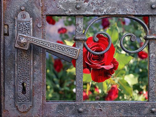 flowersgardenlove:  Secret Garden Beautiful gorgeous pretty flowers 