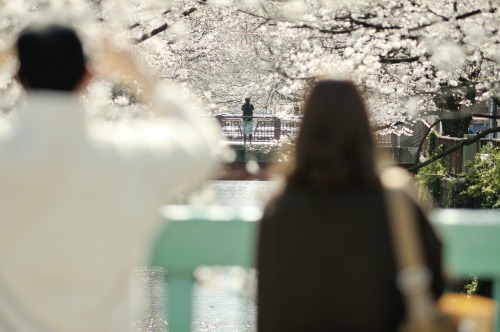 今年の春、また来てくれた春。