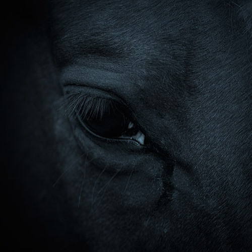 horse eye