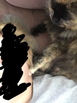 getoutoftherecat:  My cat likes to put her