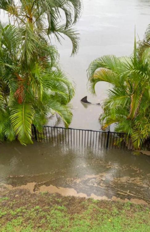 sixpenceee:Bull Shark at the back fence due to recent flooding, Gold Coast, Australia