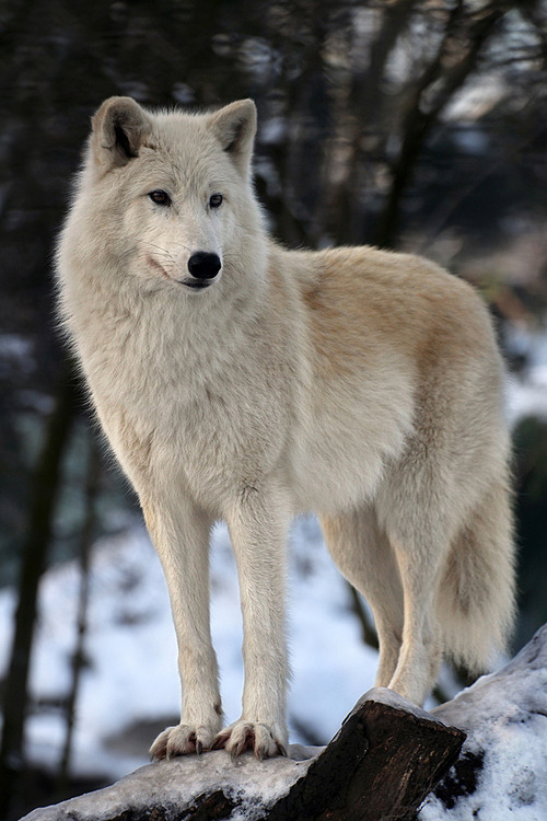wonderous-world:  Polar Wolf by Jaroslaw Miernik 