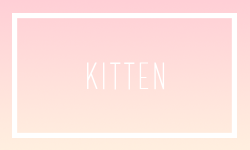 Kitten ｡◕‿◕｡ 