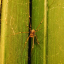 dosimoss