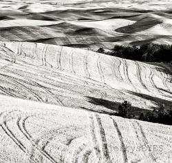 &ldquo;In The Palouse&rdquo; near Colfax WA-jerrysEYES