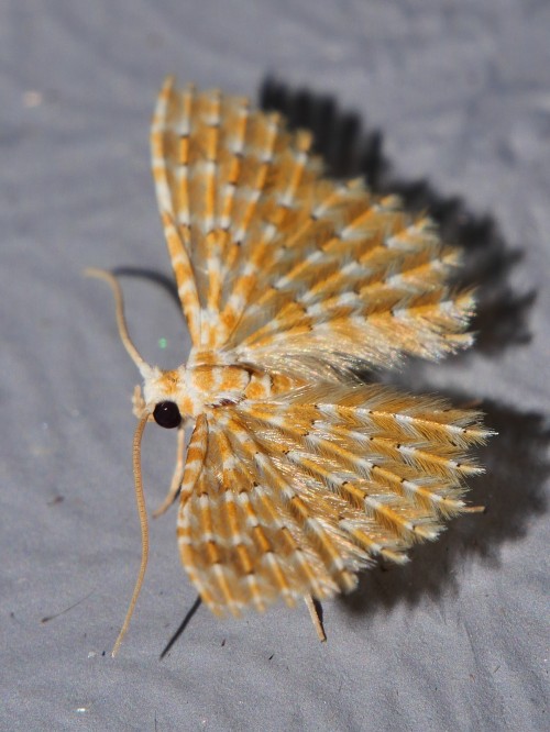 onenicebugperday: Orange feather wing moth, Alucita xanthodes, Alucitidae Photographed in the M