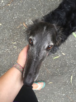 noodle-dragon: taken–name:   zora-zen:  woofsters:  noodle-dragon:  Bacchus, Ravi, Faclor, Helios, Dresden, Pryss, Ilsa, and Mike.  snoot masterpost   @genuinerascal   Why nose so long?   The narrow dolichocephalic head gives sighthounds an increased