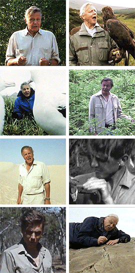 idlesuperstar:  Happy 90th Birthday David Attenborough [b: 8th May 1926] It seems
