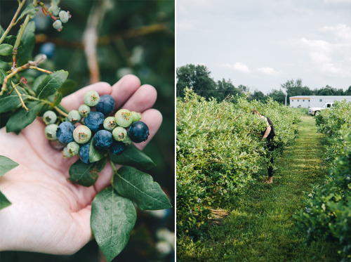 evanperigo:  Blueberry picking with Emily