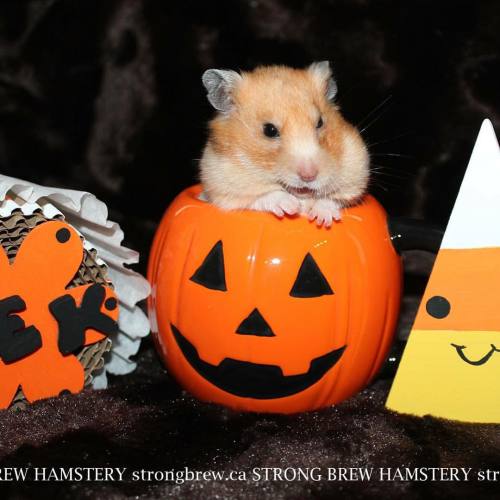 hamster halloween