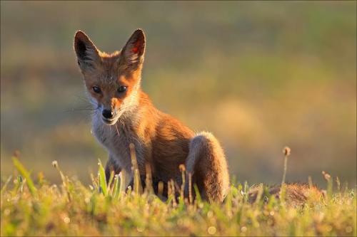 llbwwb:  (via  Fox by Joshec - Pixdaus)