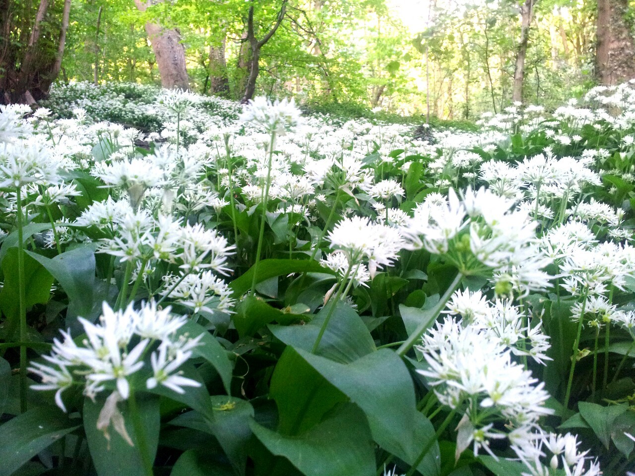 thebloominuniverse:   Beautiful wild garlicky goodness! 
