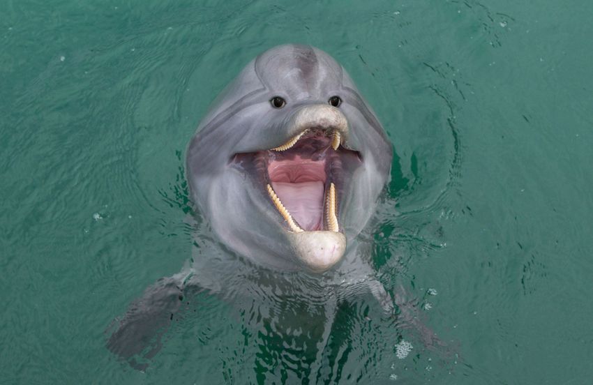 tastefullyoffensive:  Animals with front-facing eyes are the stuff of nightmares.