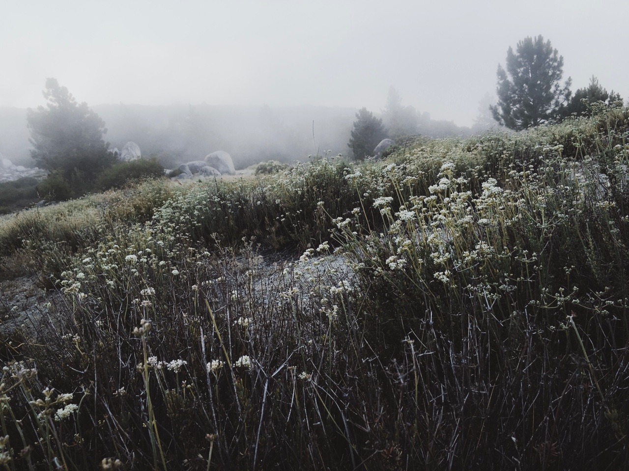 rononie: Sunrise / Idyllwild, ca