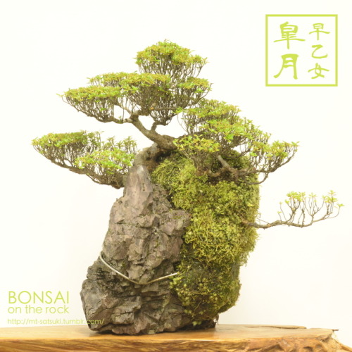 「早乙女」皐月の石付盆栽“SAOTOME” SATSUKI azalea bonsai on a rock2017.8.20 撮影bonsai on the rock| Creema | BASE |