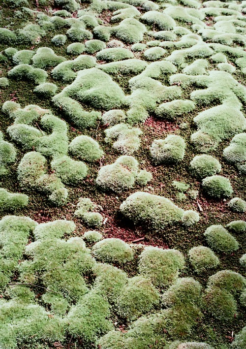 Moss (OLYMPUS PEN FT2 / FUJI 400)